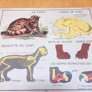 Rossignol-Lehrplakat "Die Katze und der Affe" / Schulplakat Originalausgabe Rossignol Frankreich / Vintage-Plakat