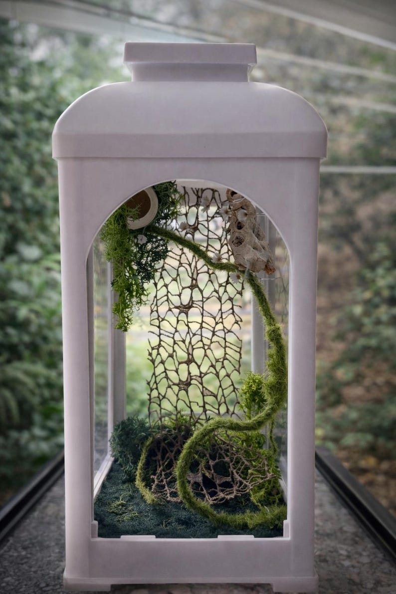 Jumping Spider Lantern Enclosure - Etsy