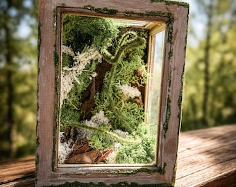 Gabbia in legno per ragni saltatori - Muschio