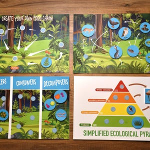 May include: A set of four educational cards illustrating a food chain and ecological pyramid. The cards feature colorful illustrations of plants, animals, and decomposers, along with text labels. The cards are designed to teach children about the interconnectedness of living things in an ecosystem.