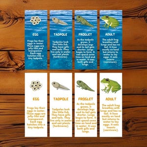 Bladwijzers voor de levenscyclus van kikkers | 8 digitale bladwijzers met levensfasefeiten | Earth Day-cadeau voor kinderen | Kleur- en tonervriendelijke versies