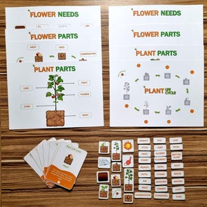 Levenscyclus van planten, plantendelen, bloemdelen, plantenbehoeften, knip- en plakactiviteiten, flashcards digitale pdf lente/zomeractiviteit voor kinderen