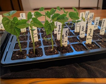 5-Pack Seed Starter Trays with Humidity Domes – 200-Cell Germination Kit for Indoor & Outdoor Gardening, Greenhouse, and Plant Propagation