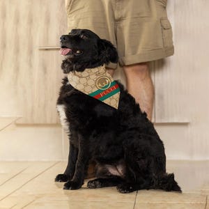 May include: A black dog wearing a brown and green bandana with a white and gold pattern and the word "Pucci" in red.
