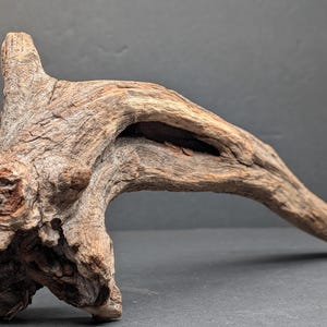 May include: A piece of weathered driftwood with a light brown, textured surface. The wood features a prominent, gnarled root structure on one end and a long, tapering branch that extends horizontally, showcasing natural cracks and deep grooves.