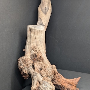 May include: A piece of weathered driftwood featuring a light tan and grey color palette. The wood displays a prominent vertical trunk with a flat-cut top, multiple textured burls, and gnarled root structures extending outward at the base.