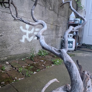 May include: A piece of weathered, grey driftwood featuring a gnarled, twisting branch structure with a smooth, aged texture. The wood displays natural knots and curves, extending upward from a thicker base, showcasing organic patterns and lines.