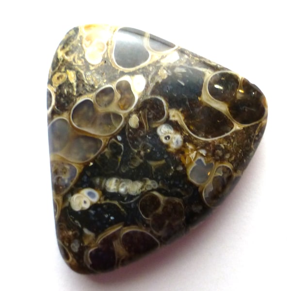 Cabochon d'agate turritella 30,520 carats Green River Wyoming fait main Lisajoy Sachs Design Elimia Tenera Fossil Shell Unique