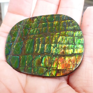 May include: A green, iridescent, oval-shaped piece of ammolite gemstone with a patterned surface.