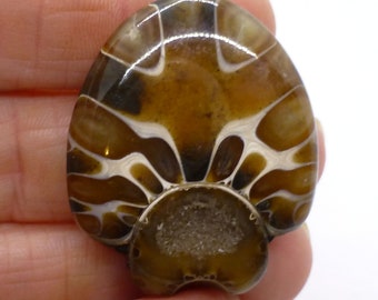 61.82 Carats Sphenodiscus Lenticularis Oak Leaf Agate Druzy Cabochon Gemstone Ammonite Fossil Fossilized Sea Creature Handmade Lisajoy Sachs