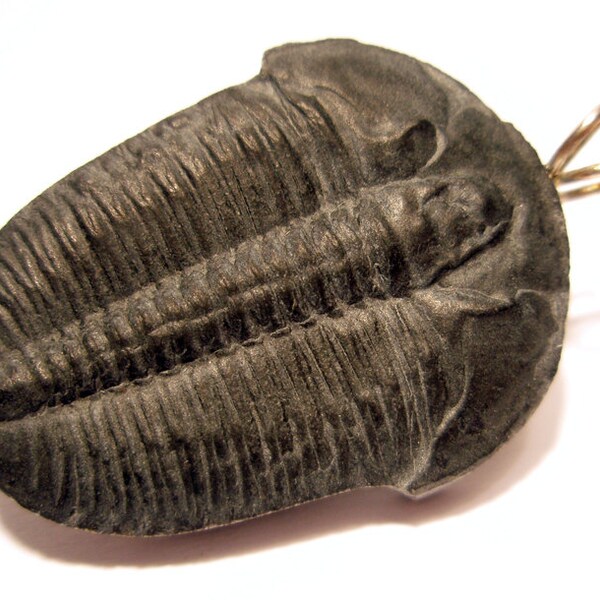 Trilobiten Halskette Anhänger Bead kleines Cabochon Utah Probe Meer Kreatur Millionen Jahren Fossil schwarz-ausgestorbene Marine Gliederfüßer Oddity-Geek