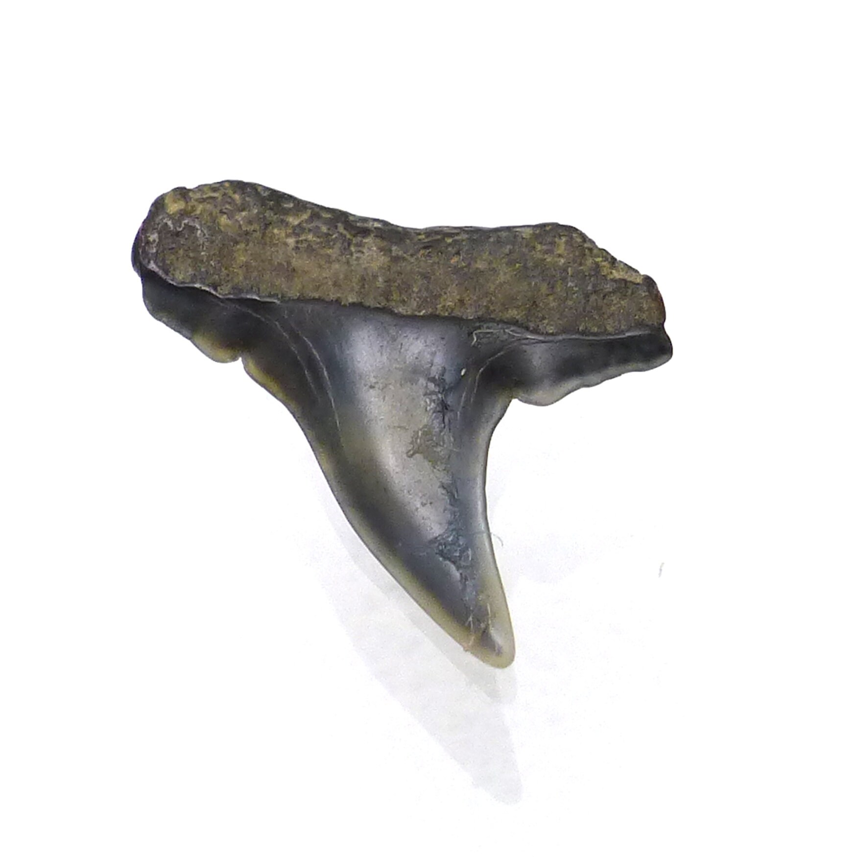 Small Calvert Shark Tooth Fossilized Fossil Teenie Weensie Itty Bitty Miniature Ring ...