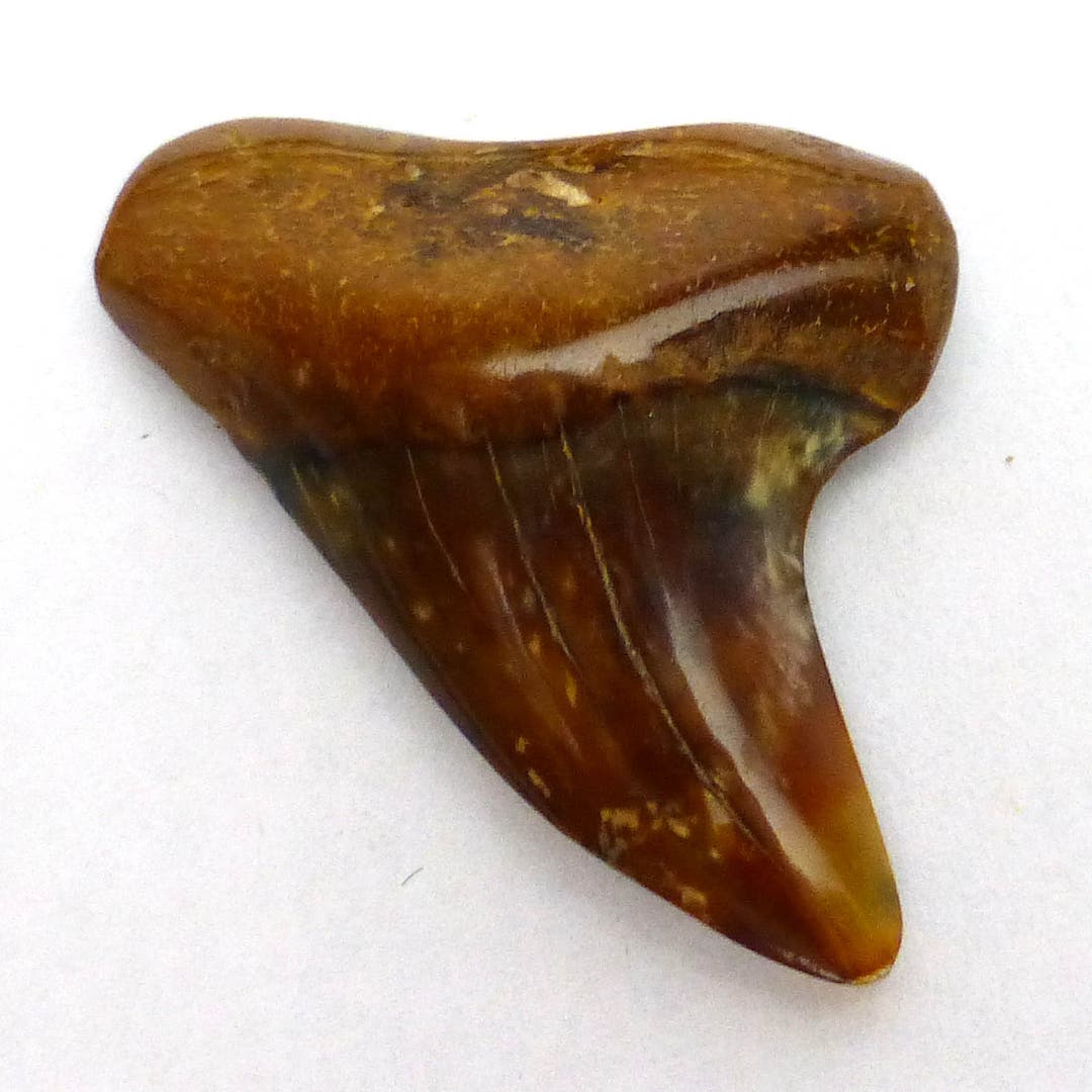 Shark Tooth Fossilized Quality Fossil Buena Vista California Coloring