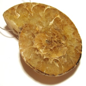 May include: A polished, golden brown ammonite fossil pendant with a detailed spiral pattern. The fossil is suspended on a thin, white cord.