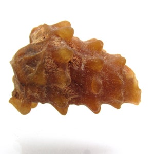 May include: A close-up of a piece of amber, showcasing a rich, translucent brown color with a textured surface. The amber has a unique, irregular shape with rounded protrusions and a rough, uneven texture.