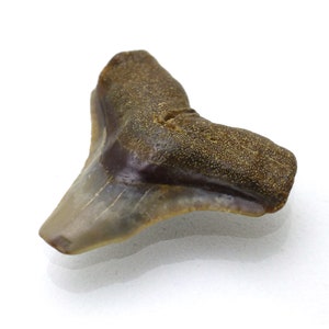 6.670 Carats Shark Tooth Fossilized Fossil South Carolina USA Week One of a kind Rare Specimen Small Vintage for use in Jewelry Ring Size
