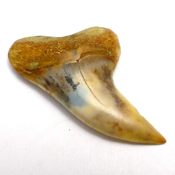 Shark Tooth Fossilized AAA Grade Fossil Buena Vista California Coloring Week One of a kind Rare USA Specimen Small Vintage Old Stock