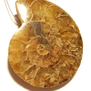 May include: A golden brown ammonite fossil pendant with intricate details and a spiral shape.