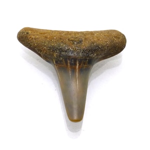 5.195 Carats Shark Tooth Fossilized Fossil South Carolina USA Week One of a kind Specimen Small Vintage Perfect for use in Jewelry Ring Size