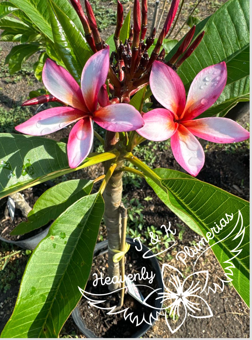Assorted/mixed Plumeria Seeds! Imported From Thailand! Different