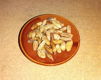 Moroccan Date Palm Seeds - Natural Organic Date Kernel - نواة التمر
