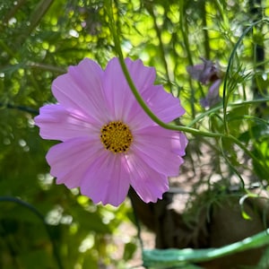 Cosmos Seeds