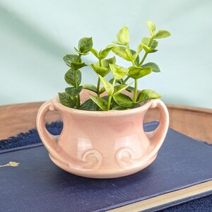 May include: A small, pale pink ceramic planter with two curved handles on the sides and embossed swirl details near the base. The planter contains a green leafy plant with multiple stems and small, oval-shaped leaves extending upwards.