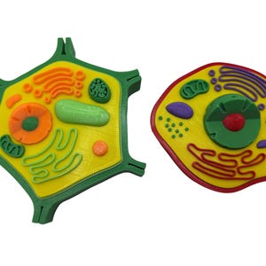May include: Two 3D printed models of plant and animal cells. The plant cell is green with a yellow interior and has a hexagonal shape. The animal cell is red with a yellow interior and is round.