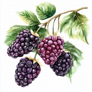 Puede incluir: Ilustración a la acuarela de moras en una rama con hojas verdes. Las bayas son de color púrpura intenso, algunas muestran un tono rojizo. Las hojas son una mezcla de verde y amarillo.