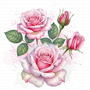 May include: Watercolor illustration of pink roses with green leaves and water droplets. The image features several open blooms and buds, set against a soft pink watercolor background. The roses have a gradient of pink and white petals.
