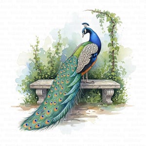 10 Peacock Clipart, Peacock Feather, Bird Watercolor Clipart, Printable Watercolor Clipart, High Quality JPGs, Digital Download, Papercrafts