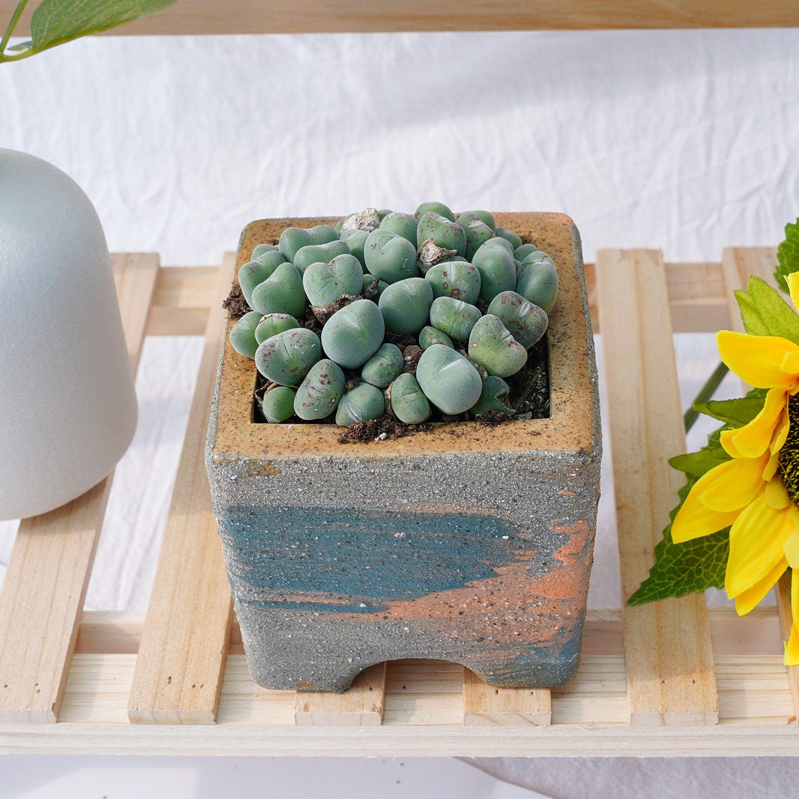 Conophytum pageae - Etsy 日本