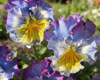 25 Blue Ruffled Pansy Viola Seeds, Viola, Unique Ruffled Blooms, Hardy Perennial, Bloom Spring to Summer, for Pots & Borders