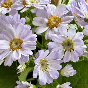 May include: Close-up of a bouquet of light purple and white flowers with yellow centers. The petals are delicate and layered, with a soft, textured appearance. Green leaves provide a contrasting backdrop. The flowers are in full bloom, showcasing their intricate details.