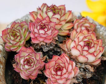 Hand-Potted Plant Echeveria Fantasy Rose Multi-Headed | Low Maintenance Houseplants | Perfect for Home & Office Decor