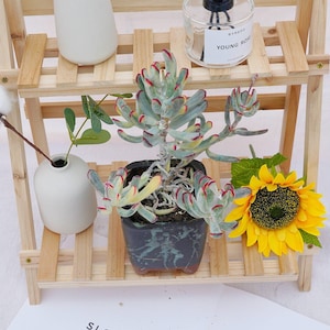 Hand-Potted Plant Cotyledon Orbiculata Long Leaf Variegated | Low Maintenance Houseplants | Perfect for Home & Office Decor