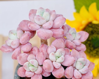 Hand-Potted Plant Graptopetalum Multi-headed | Low Maintenance Houseplants | Perfect for Home & Office Decor