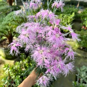 May include: A close-up of a bouquet of pink Dianthus flowers. The flowers have delicate, fringed petals with white edges and a star-shaped center. The stems are green, and the background is blurred with greenery.