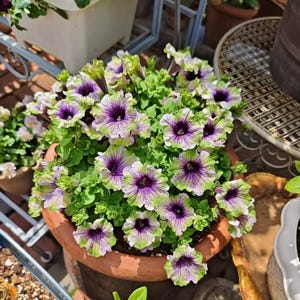 May include: A terracotta pot overflowing with vibrant petunia flowers. The blooms feature a striking combination of purple centers, white veining, and lime green edges. Lush green foliage surrounds the colorful flowers, creating a full, textured appearance.