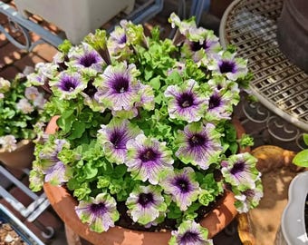 20 nasion Petunii karłowatej Pixie, Petunia × hybrida, kwiaty dwukolorowe, mrozoodporna roślina jednoroczna, kwitnie od wiosny do jesieni, do doniczek i wiszących koszy
