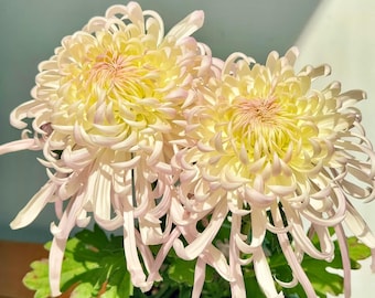 10 RZADKICH nasion pomarańczowej chryzantemy, Chrysanthemum Morifolium, jasnoróżowo-żółta, mrozoodporna bylina, kwitnąca jesienią, na kwiaty cięte i rabaty ogrodowe