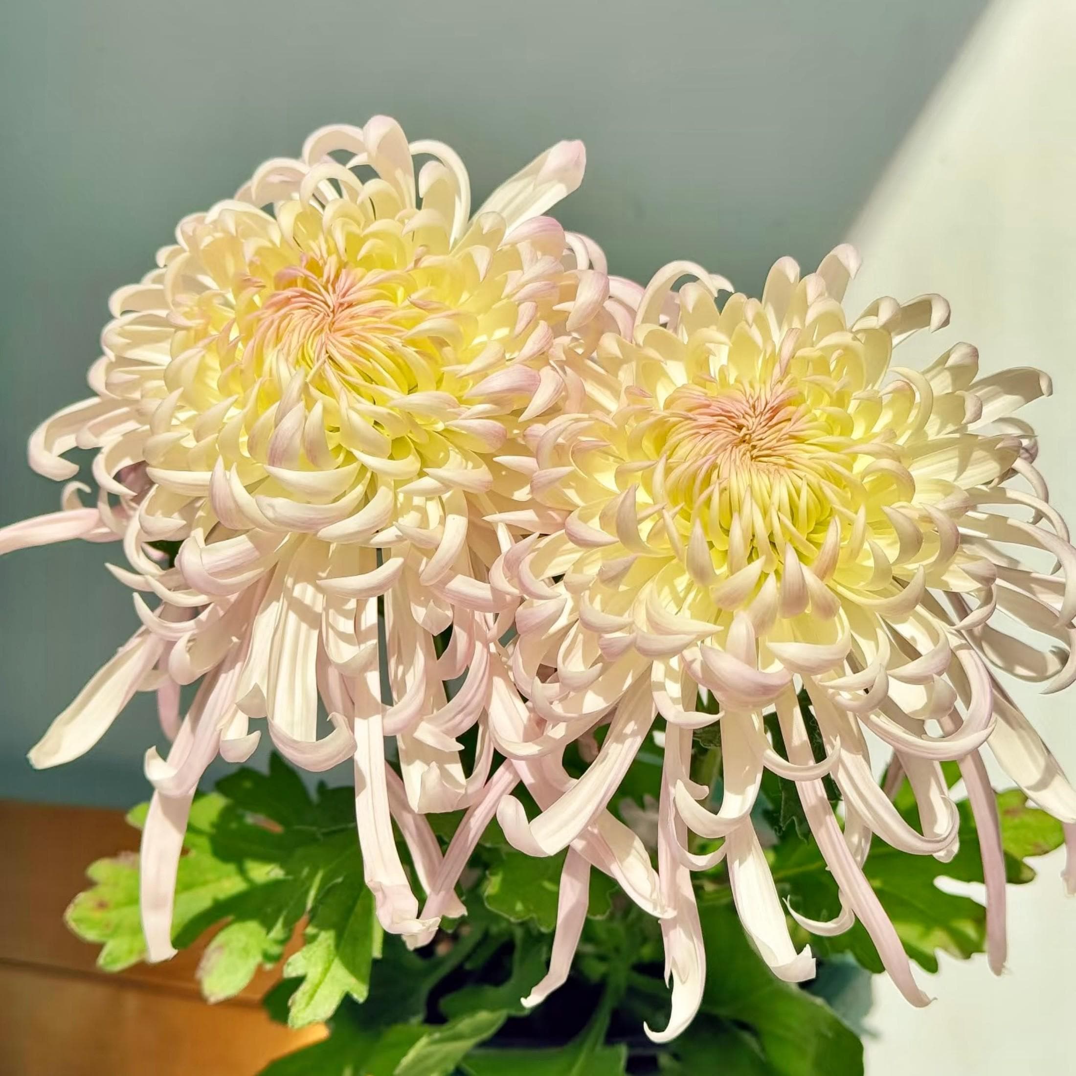 花 chisamama Japanese Chrysanthemum Plants - Etsy Canada