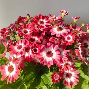 May include: A vibrant bouquet of red and white flowers with yellow centers. The flowers have a daisy-like appearance and are surrounded by large green leaves. The image is well-lit, showcasing the bright colors of the flowers.