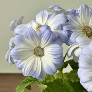 May include: Close-up of a cluster of blue and white flowers with yellow centers and green leaves. The petals are a soft blue at the edges, fading to white in the center. The flowers are in full bloom, showcasing their delicate details.