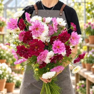 Könnte beinhalten: Ein großer Strauß aus Kosmeen in den Farben Dunkelrot, leuchtendes Pink und Weiß. Die Blumen haben zarte, gewellte Blütenblätter und gelbe Mitten, sind mit dünnen grünen Stielen und Blättern arrangiert und werden von einer Person gehalten.