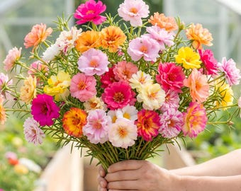 50 doppelt gemischte Moos Rose Portulaca Grandiflora Samen, lebendige mehrfarbige Sukkulenten Sommerblüten für Bodendecker