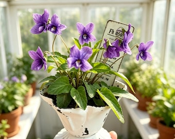 May include: A potted plant with vibrant purple violet flowers and green leaves in a white, distressed metal pedestal planter. A rectangular plant marker with the text Fh. 050 is tucked into the soil among the flowers, set against a bright greenhouse.