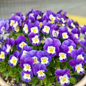 May include: A close-up of a cluster of vibrant purple pansies with white and yellow centers. The flowers are in full bloom, showcasing their delicate petals and intricate patterns. The image highlights the beauty of the pansies, with their rich colors and textures.