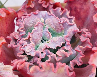 Hand-Potted Plant Echeveria Red Coral  | Low Maintenance Houseplants | Perfect for Home & Office Decor