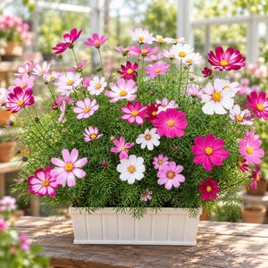 Può includere: Una fioriera rettangolare bianca riempita con un denso grappolo di fiori di cosmea nelle tonalità magenta, rosa e bianco. Ogni fiore presenta petali delicati che circondano un centro giallo brillante, su un fogliame verde fine e piumato.